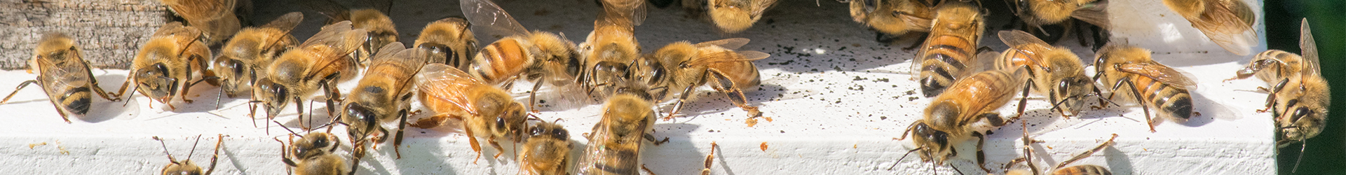 bees on bee hive header