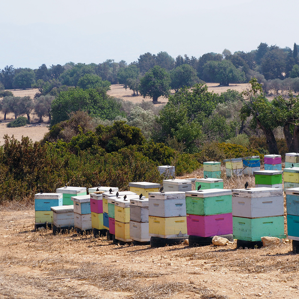 Bee hives in Cyprus summer sun