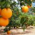 Fasouri citrus groves