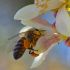 Bee on citrus blossom