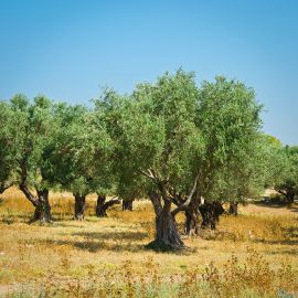 Olive trees in Erimi