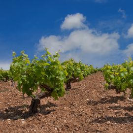 Limassol grape vines